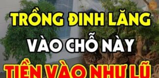Vị trí trồng cây đinh lăng chuẩn phong thủy: Đặt đúng chỗ như “thần giữ của”, hút tài lộc, ít người biết
