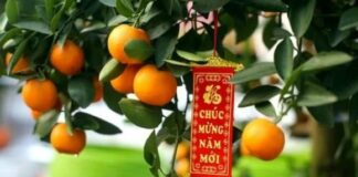 Những loại cây nên chưng trong nhà dịp Tết: Hút tài lộc, gọi may mắn suốt cả năm