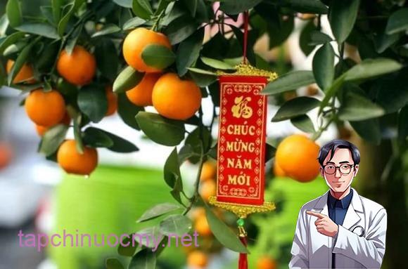 Cây quất (tắc) là loại cây quen thuộc trong nhiều gia đình mỗi dịp Tết đến. 