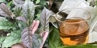 6 lợi ích của việc uống nước lá xạ đen
