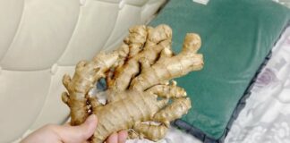 5 lợi ích khi đặt một củ gừng cạnh gối khi ngủ