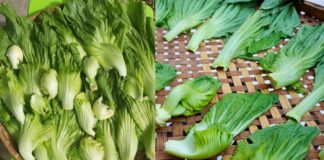 Mẹo muối dưa cải ăn Tết, 2 ngày ăn được, dưa vàng giòn, để lâu không nổi váng