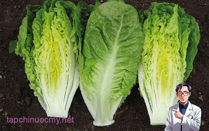 Rau diếp romaine