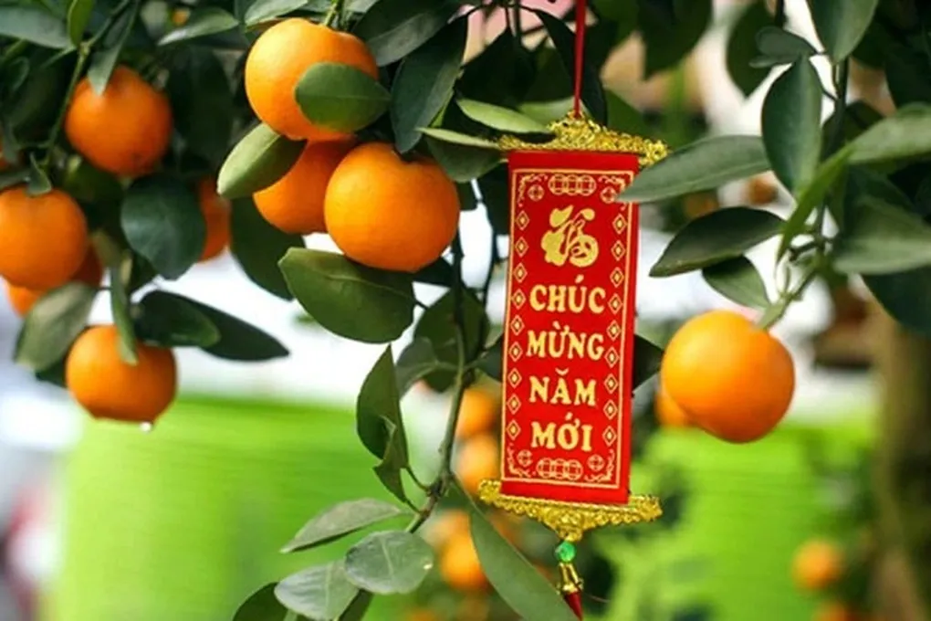 Có nên ăn quất cảnh sau Tết? Chuyên gia khuyến cáo không nên chủ quan- Ảnh 1.