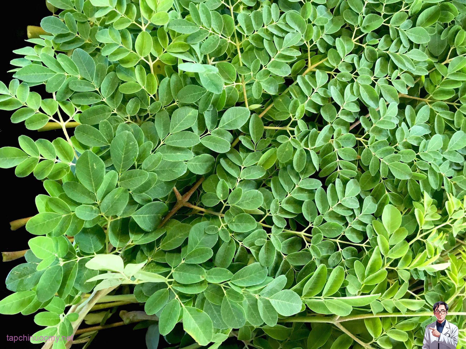 Rau chùm ngây không phải ai ăn cũng tốt | Vinmec