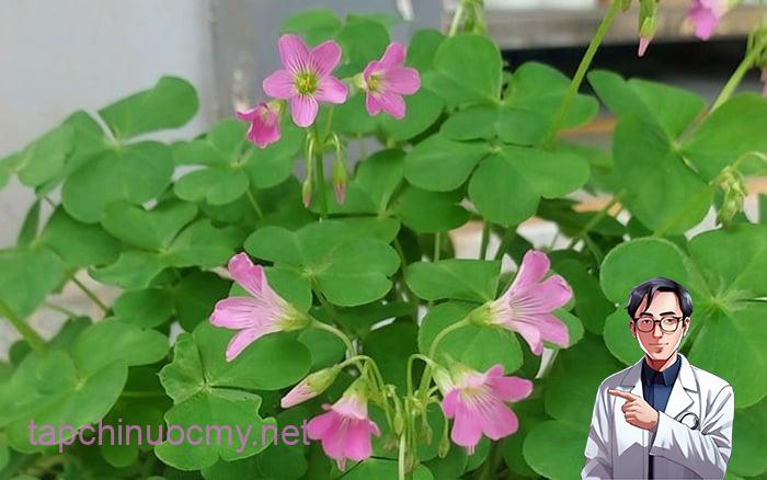 Không chỉ ngon miệng, cây chua me còn chứa nhiều dưỡng chất có lợi cho sức khỏe.
