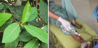 Nếu biết ai bị tiểu đường, hãy chỉ cho cách uống nước lá sung: Họ sẽ biết ơn bạn đến suốt đời