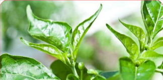 Loại lá chứa kho canxi, dưỡng gan bổ mắt, mọc đầy vườn, nhiều người không biết chỉ nhổ bỏ