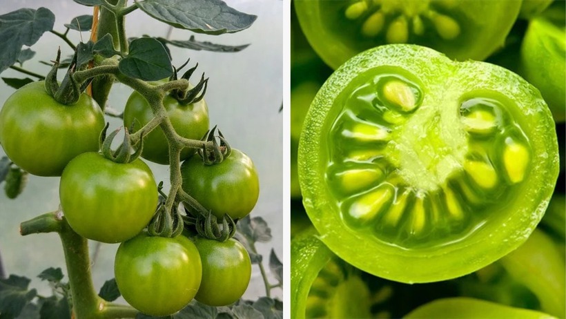 Loại rau ᵭứng ᵭầu danh sách “vua hại gan”, còn ăn ᵭừng trách gan sớm hỏng- Ảnh 1.