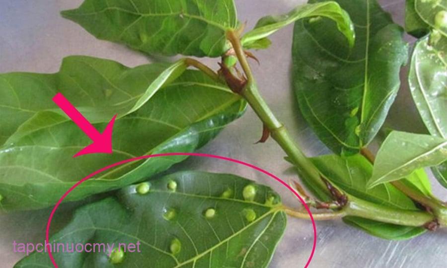 Nước lá sung là thức uống được nhiều người yêu thích