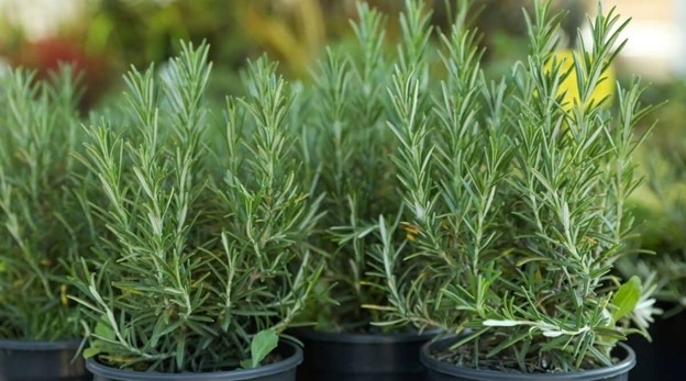việt nam co cây thuốc quy cúc tốt nhất cho sức khỏe, nhieu người chi trong lam canh hinh anh 1