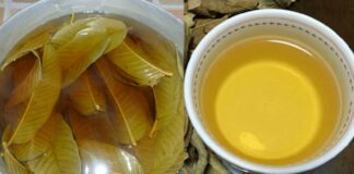 Nước lá ổi rất tốt: Có 5 nhóm người nên uống thường xuyên