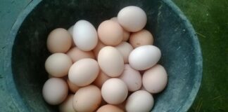 Người mắc 1 trong 5 bệnh này tuyệt đối không ăn trứng gà