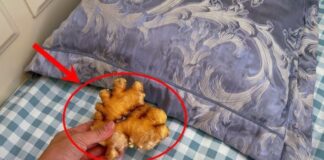 Đặt gừng dưới gối trước khi ngủ, nhận ngay 5 lợi ích tuyệt vời