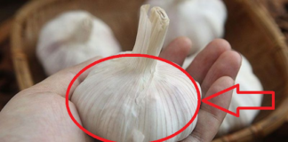 Tỏi bán đầy chợ nhưng thấy 4 củ này, có cho không cũng đừng lấy