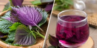 Uống nước tía tô hay ăn lá tía tô tốt hơn?