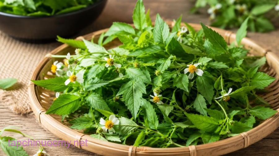 Loại cỏ dại này được sử dụng lại để làm rau ăn