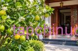 Trồng cây chanh trước nhà: Không chỉ lấy lá, lấy quả, nhiều gia đình còn gửi gắm 4 ý nghĩa này