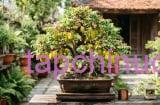 Xây dựng trong chậu nên chọn khế chua hay khế ngọt